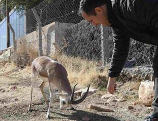 Cumali the mascot of gazelle breeding station