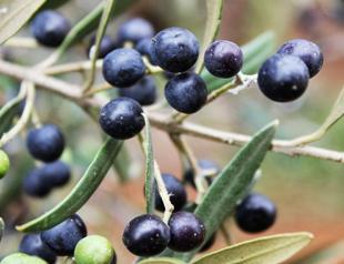 Olive O’clock time