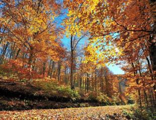‘Türkiye’s forests produce 44 mln tons of oxygen annually’