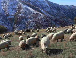 Nomads begin annual trek back to villages