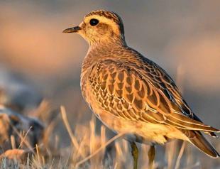 Rarely seen bird species spotted in Şanlıurfa