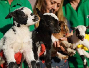 Gaziantep Wildlife Park welcomes 1,100 offspring