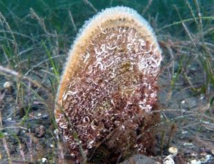 Pina project makes breakthrough in Marmara Sea conservation