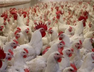 No risk to humans from bird flu in Türkiye, says expert