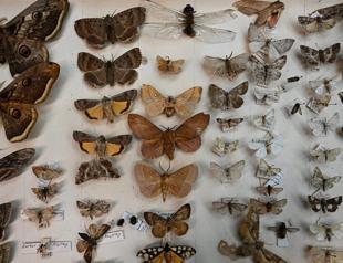 Istanbul’s age-old insect collection sheds light on changes to fauna