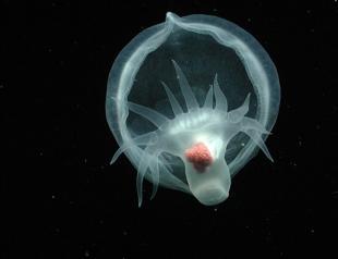 Researchers discover mysterious sea slug