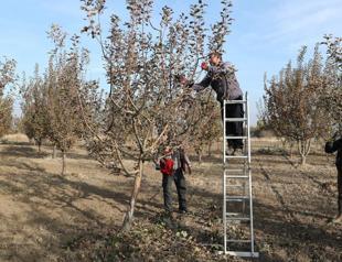 Eastern Anatolia, Black Sea fruit genetic heritage being preserved