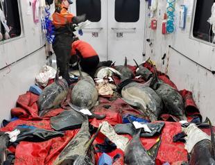 Scientists looking for answers for dolphin strandings