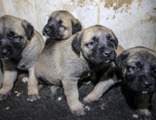 Bursa facility preserves genetic material of purebred Turkish dogs