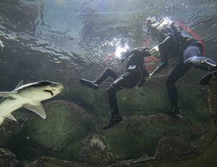 Industrial divers in landlocked Ankara hand-feed sharks, stingrays