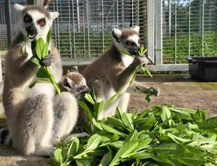 Thailand to return trafficked lemurs, tortoises to Madagascar