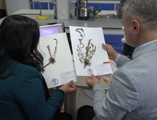 New endemic plant discovered in southern Türkiye