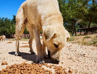 Nine held in Ankara over misuse of animal aid funds