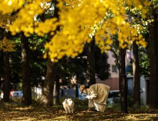 Japan witnesses warmest autumn on record