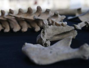 Archaeogenetic studies conducted on ancient skeletons
