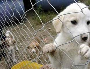 Ministry reveals stray dog law principles