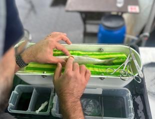 Acoustic tag sheds light on migratory journey of bluefish