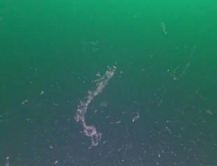 Scientists find thick mucilage layer at 22 meters in Marmara Sea
