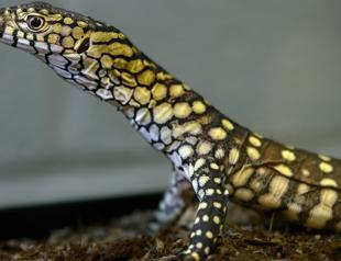 LA Zoo hatches first-ever perentie lizards