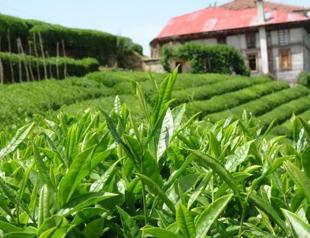 Tea harvest season extended in Black Sea