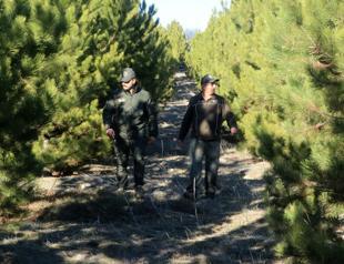 Forest patrols deployed to protect trees ahead of New Year celebrations
