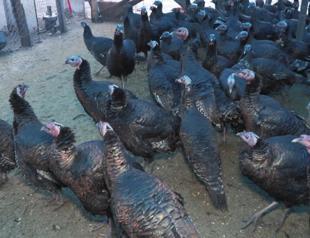 Demand for turkeys declines this New Year