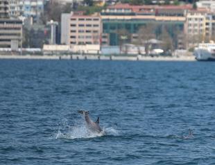 Scientists study rare dolphin infanticide in Marmara Sea