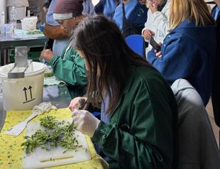 Turkish students pursue olive cultivation internships in Italy