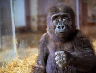 Gov’t seeks public input on naming baby gorilla