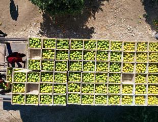 Ministry revises tolerable pesticide residue limits in food items