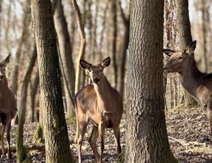 Ormanya’s red deer enhance biodiversity of region