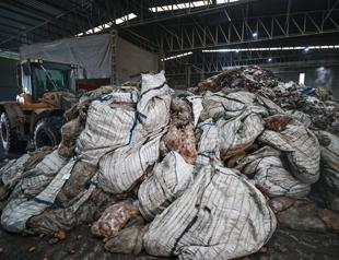 2,500 tons of diseased potatoes set to be destroyed