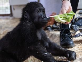 Baby gorilla caught at Istanbul Airport named ‘Zeytin’