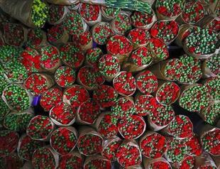 Türkiye’s flower exports hit $141 mln in 2024
