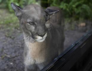 Many animals and plants lose their genetic diversity