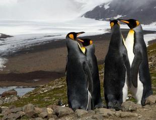 Mega-iceberg drifts towards Antarctic penguin island
