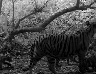 Trio of rare tiger cubs spotted in Thai national park