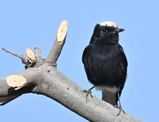 Birdwatcher captures rare species in Samandağ