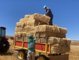 Decline in rural population poses risks to agricultural production