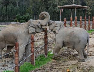 Türkiyes first-born elephant turns 14