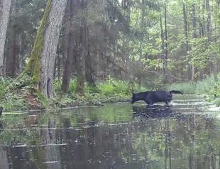 Pair of rare black wolves caught on camera