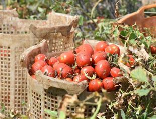Measures tightened against virus-infested tomato seeds