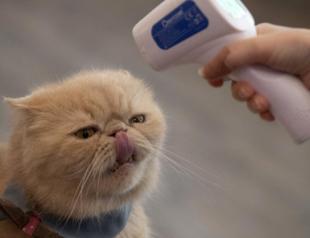 People can spread bird flu to their cats, study suggests