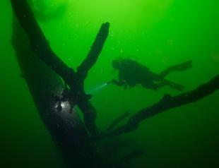 Plane trees underwater since Marmara earthquake spotted