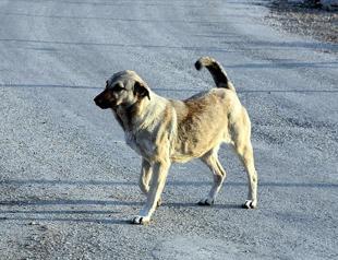 Minister vows new steps to address stray animal crisis following death of child