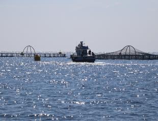 Adana’s aquaculture potential to surge with offshore fish farming