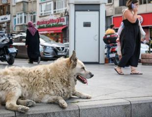 Municipalities to face bi-monthly inspections for handling of stray animals