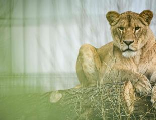 Lions rescued from Ukraine settle into a new life