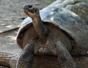 Galapagos tortoises become parents at nearly 100