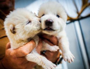 Wolves engineered with dire wolf traits born in Lab